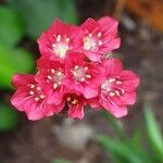 Armeria pseudarmeria Õis