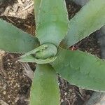 Agave asperrima Leaf