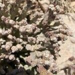 Caralluma arabica Flor