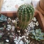 Echinopsis eyriesii Листок