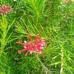 Grevillea rosmarinifolia फूल