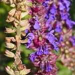 Salvia nemorosa Flower