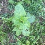 Mirabilis longiflora Blatt