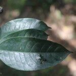 Faramea occidentalis Levél