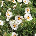 Cistus ladanifer Цветок