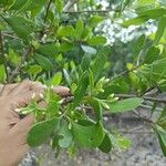 Lumnitzera racemosa Leaf