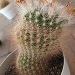 Mammillaria spinosissima Frunză