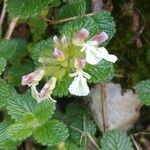 Teucrium pyrenaicum Flower