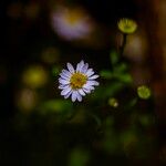 Erigeron karvinskianusFiore