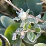 Brachyglottis greyi Blüte