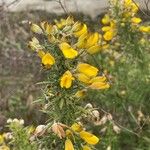 Ulex europaeus पत्ता