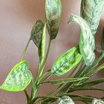 Aglaonema nitidum 葉