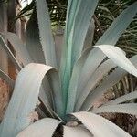 Agave shaferi Blad