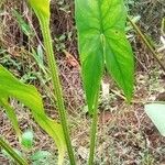 Lasimorpha senegalensis Leaf