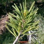 Pinus albicaulis Folha