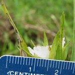 Elleanthus caricoides Diğer