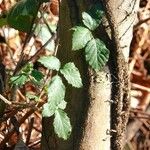 Rubus elegantispinosus Folio