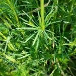 Galium lucidum Leaf