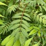 Sorbaria sorbifolia 葉