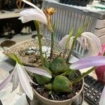 Pleione humilis Blad