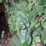 Elaphoglossum crinitum Foglia