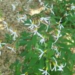 Gillenia trifoliata Cvet