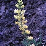 Lupinus luteolus Hábito