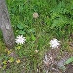 Crepis rubra Flower