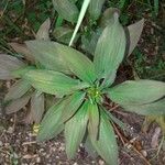 Alstroemeria aurea Лист