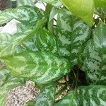 Aglaonema commutatumLeht