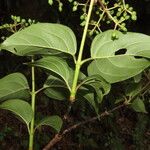 Viburnum venustum Hoja