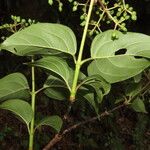 Viburnum venustum Levél