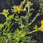 Crotalaria emarginella Hoja