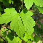 Ribes americanum List