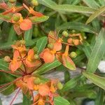 Euphorbia griffithii Flor