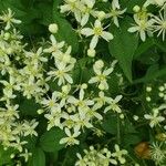 Clematis virginiana 花