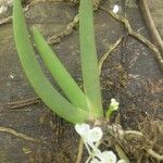 Podangis dactyloceras Hoja