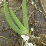 Podangis dactyloceras Leaf