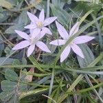 Ornithogalum exscapum Flower