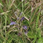 Phelipanche purpurea Fula
