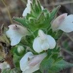 Bartsia trixagoFlower