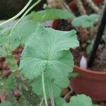 Pelargonium echinatum Hoja