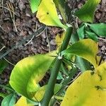 Rhodocactus grandifolius Leaf