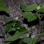 Fleischmannia microstemon その他の提案