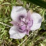 Calochortus tolmiei Blüte