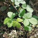 Rubus camptostachys 葉