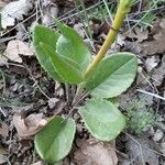 Senecio provincialis Leaf