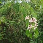 Bauhinia monandra Hoja