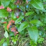 Berberis aquifoliumBlüte