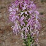 Cleomella serrulata Flower